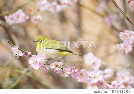 梅と戯れるメジロ　オールドレンズ 87843506