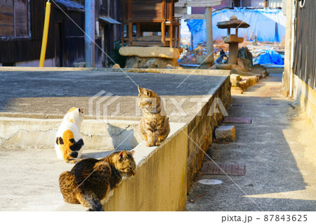 真鍋島のネコたち1　岡山県笠岡市真鍋島 87843625