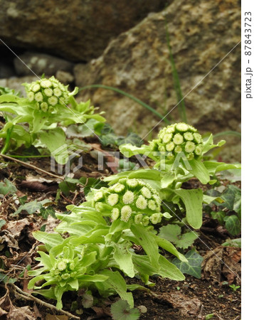 春になり顔を出した「フキノトウ」 春になり顔を出した「フキノトウ」 87843723