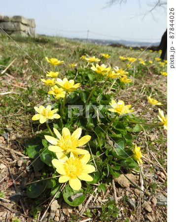 キンポウゲ科の多年草「ヒメリュウキンカ」 キンポウゲ科の多年草「ヒメリュウキンカ」 87844026