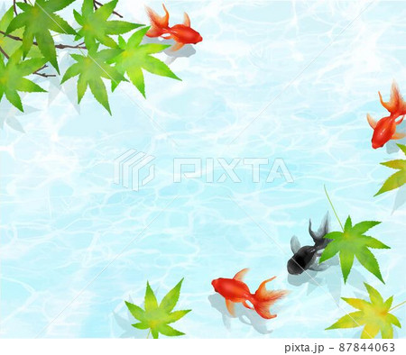 紅葉の木下、水の中を黒と赤の金魚が優雅に泳ぐ水の波紋が美しい
