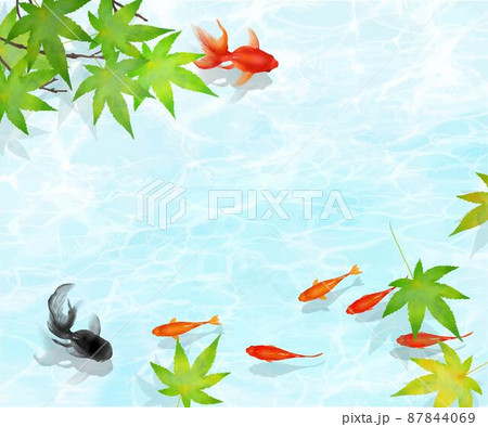 紅葉の木下 水の中を黒と赤の金魚とメダカが優雅に泳ぐ水の波紋が美しいデザインのベクター夏フレーム素材のイラスト素材