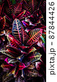 Close-up top view of dark multicolored tropical leaves 87844426