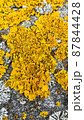 Close-up yellow moss on grey stone, vertical orientation, top view 87844428