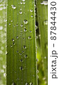 Close-up water drops on green leaves, vertical orientation 87844430