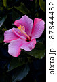 Close up hibiscus flower on dark background 87844432