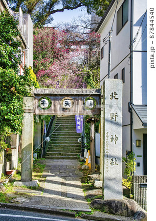 東京都 「牛天神」北野神社 石鳥居への石段 満開の紅梅 東京都 「牛天神」北野神社 石鳥居への石段 満開の紅梅 87844540