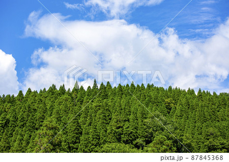 杉山 杉山 87845368