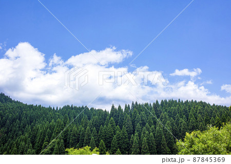 杉山 87845369