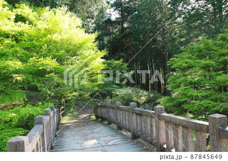 日本の春の美しい風景 高源寺の新緑の楓(兵庫県丹波市) 日本の春の美しい風景 高源寺の新緑の楓(兵庫県丹波市) 87845649