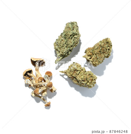 Layout of dried psilocybe mushrooms and marijuana buds on white background. Psychedelic trip, CBD recreation Layout of dried psilocybe mushrooms and marijuana buds on white background. Psychedelic trip, CBD recreation 87846248