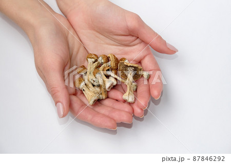Psilocybin mushrooms in hands on white background. Psychotropic therapy. 87846292