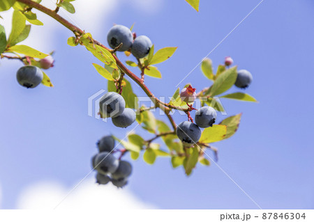 ブルーベリー レガシー(果樹園) ブルーベリー レガシー(果樹園) 87846304