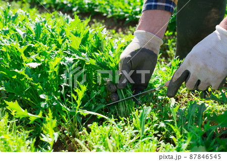Male hands picking organic arugula on farm Male hands picking organic arugula on farm 87846545