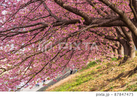 春の乙川河川敷、満開の葵桜（河津桜）〈愛知県岡崎市〉 87847475