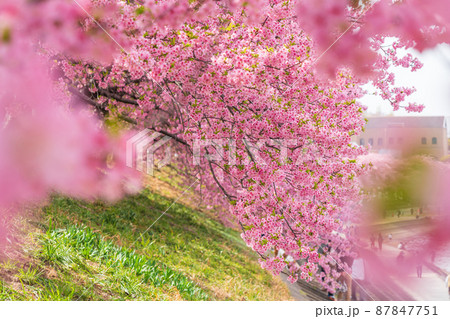春の乙川河川敷、満開の葵桜（河津桜）〈愛知県岡崎市〉 87847751