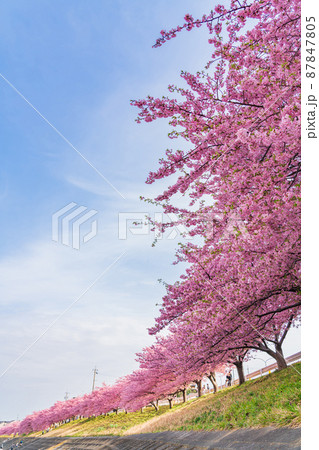 春の乙川河川敷、満開の葵桜（河津桜）〈愛知県岡崎市〉 87847805