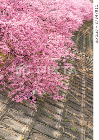 春の乙川河川敷、満開の葵桜（河津桜）〈愛知県岡崎市〉 87847911