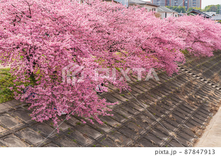 春の乙川河川敷、満開の葵桜(河津桜)〈愛知県岡崎市〉 春の乙川河川敷、満開の葵桜(河津桜)〈愛知県岡崎市〉 87847913
