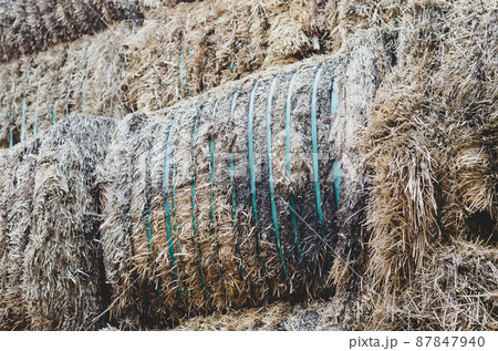Rotting bales of hay on the farm. Stack of Rectangular bales of dry straw in the open air. Damage to agribusiness. Rotting bales of hay on the farm. Stack of Rectangular bales of dry straw in the open air. Damage to agribusiness. 87847940