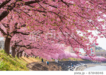 春の乙川河川敷、満開の葵桜（河津桜）〈愛知県岡崎市〉 87848046