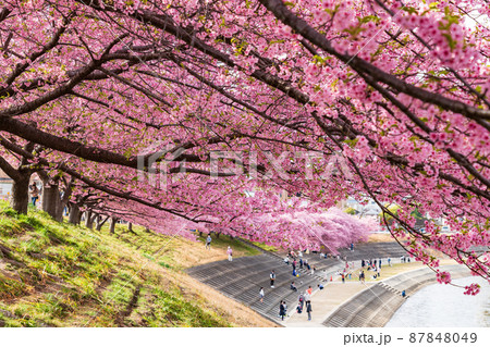 春の乙川河川敷、満開の葵桜（河津桜）〈愛知県岡崎市〉 87848049