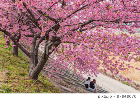 春の乙川河川敷、満開の葵桜（河津桜）〈愛知県岡崎市〉 87848070