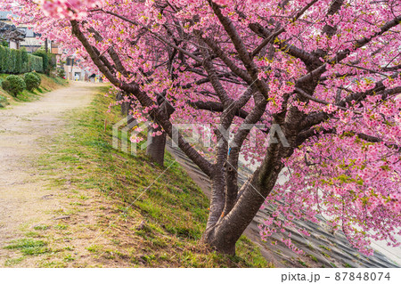 春の乙川河川敷、満開の葵桜（河津桜）〈愛知県岡崎市〉 87848074