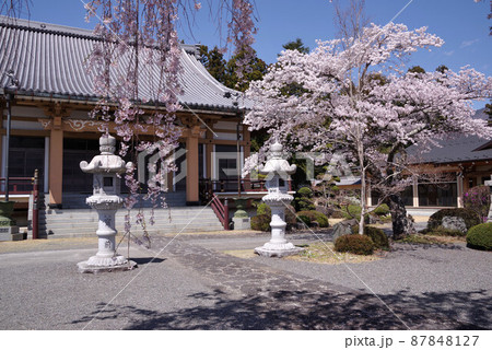 富士河口湖 常在寺の桜 富士河口湖 常在寺の桜 87848127