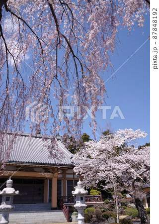 富士河口湖　常在寺の桜 87848192