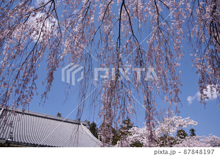 富士河口湖 常在寺の桜 富士河口湖 常在寺の桜 87848197