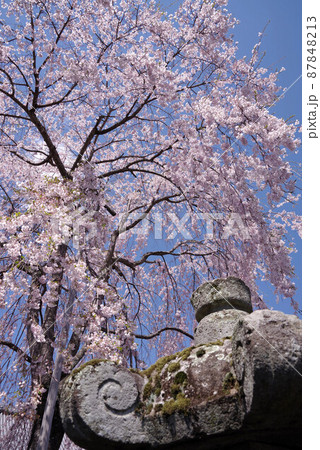 富士河口湖　常在寺の桜 87848213