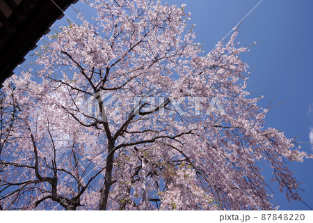 富士河口湖 常在寺の桜 富士河口湖 常在寺の桜 87848220