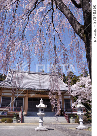 富士河口湖　常在寺の桜 87848260