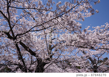 富士河口湖　常在寺の桜 87848270