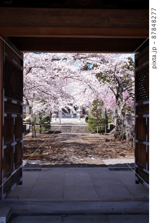富士河口湖　常在寺の桜 87848277