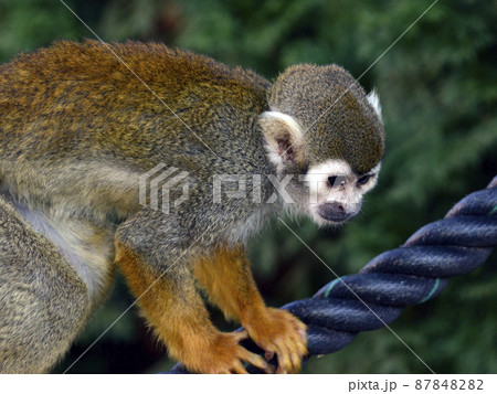 リスザル リスザル 87848282