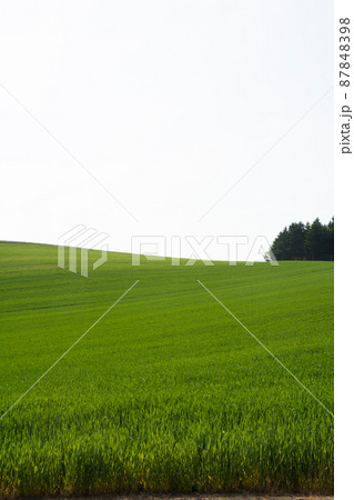緑の麦畑 緑の麦畑 87848398
