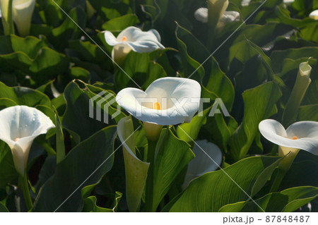 クワズイモ クロ－ズアップ クローズアップ 87848487