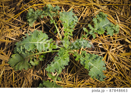 Top view of kale leaves growing in organice vegetable farm. 87848663