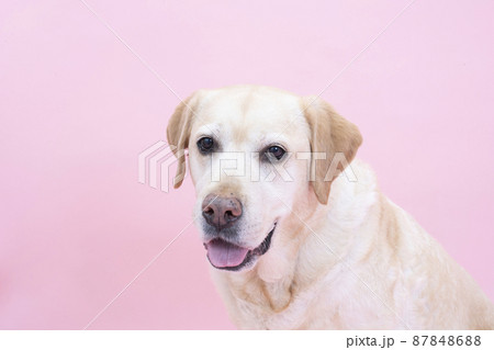 ピンクバックと笑顔のラブラドールレトリバー ピンクバックと笑顔のラブラドールレトリバー 87848688