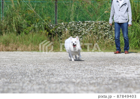遠くから走ってくる日本スピッツの犬 遠くから走ってくる日本スピッツの犬 87849403