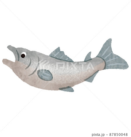 鮭 魚 手描き イラスト 鮭 魚 手描き イラスト 87850048