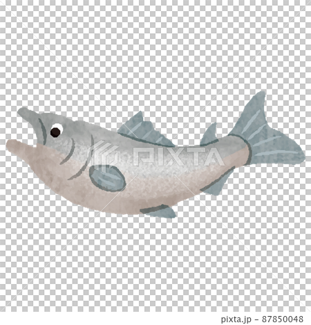 鮭 魚 手描き イラスト 鮭 魚 手描き イラスト 87850048
