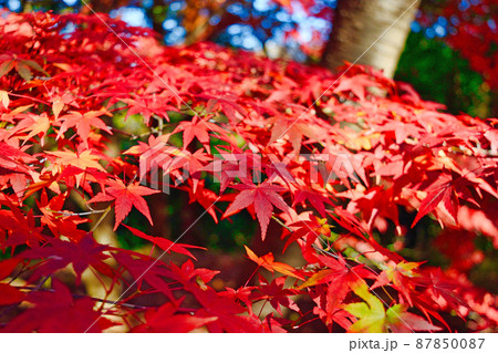 大町公園　もみじ山の美しい紅葉（千葉県市川市大町自然観察園） 87850087