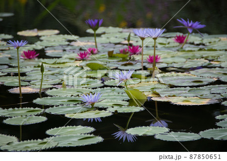 高知県安芸郡北川村　モネの庭マルモッタンのスイレン 87850651