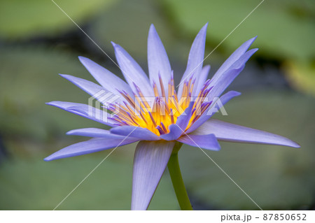 高知県安芸郡北川村　モネの庭マルモッタンのスイレン 87850652