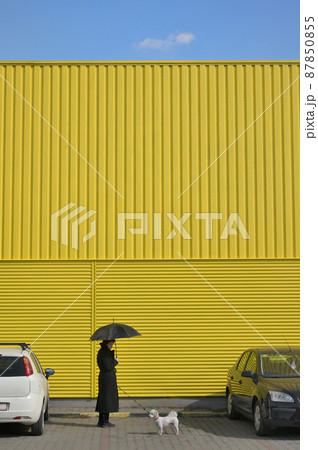 White Car and Black Car. Woman in Black and White Dog White Car and Black Car. Woman in Black and White Dog 87850855