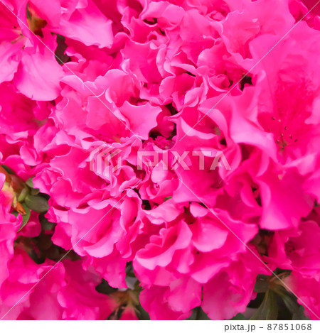 綺麗なアザレアの花の集合した画像(11) 綺麗なアザレアの花の集合した画像(11) 87851068