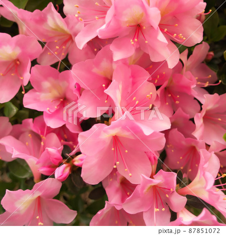 綺麗なアザレアの花の集合した画像(15)の写真素材 [87851072] - PIXTA